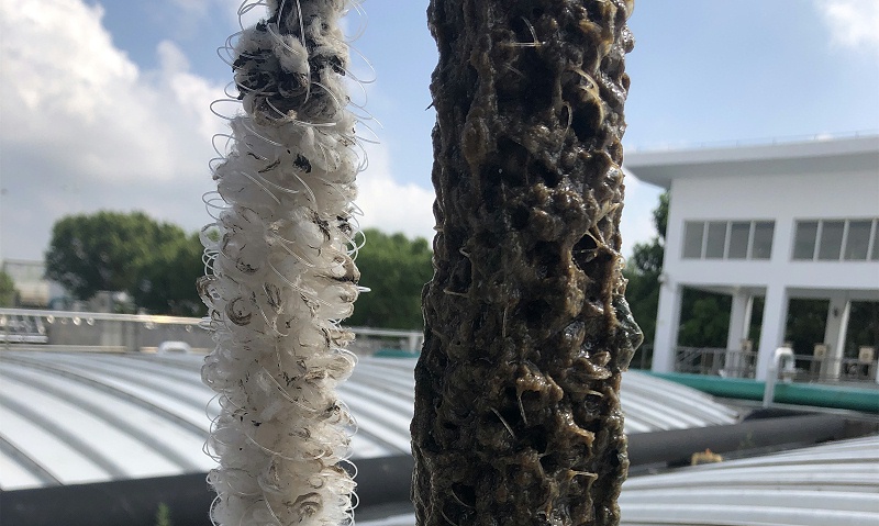生物繩
